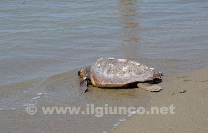Sun is about to return to the sea: a morning with Sea Tarta to greet the Caretta caretta