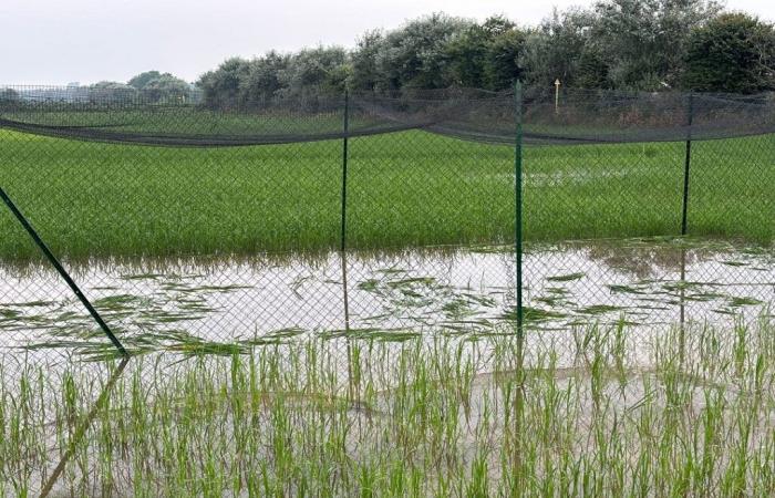 Experimental rice field destroyed by vandals in the Pavia area