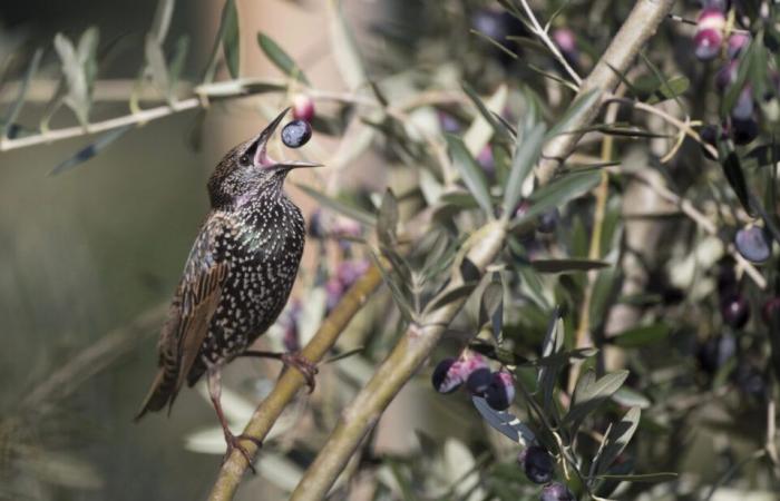 Tuscany, hunting authorized in derogation for Starling, Pigeon and Collared Dove • IoCaccio.it