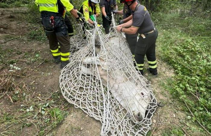 » Firefighters recovered a calf with a damaged spine in Casale San Nicola