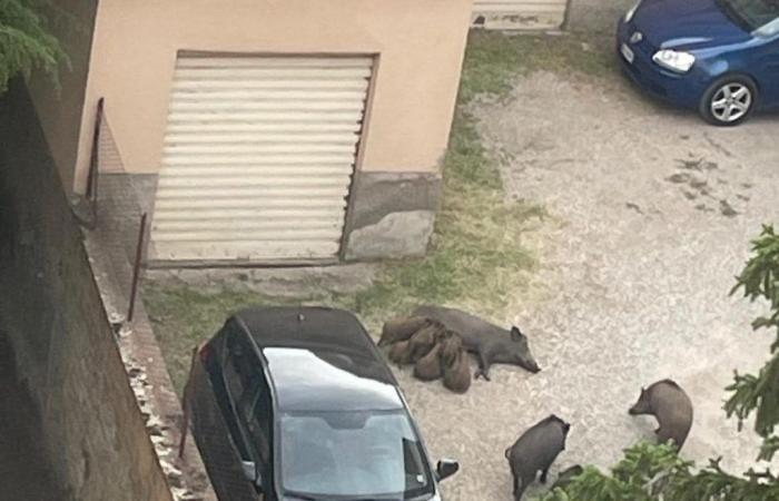 Viterbo – The wild boar emergency is growing, 18 “increasingly larger” specimens in via Monte Sacro