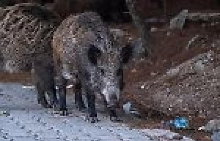 Boar emergency, here’s what to do