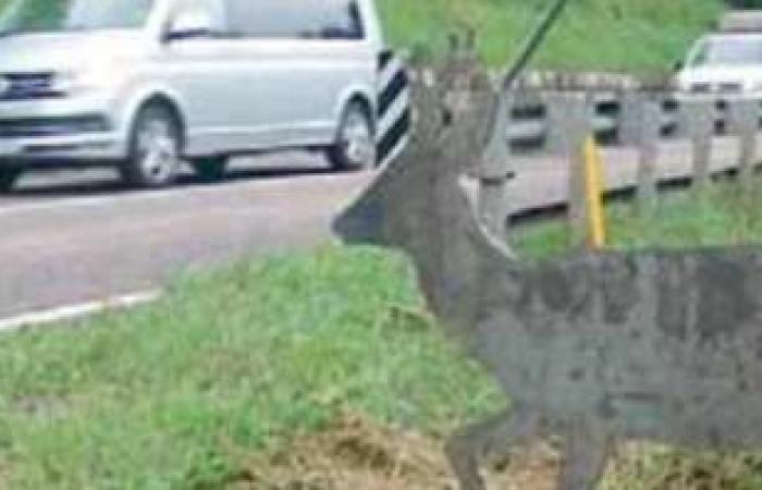 Wild animals hit while crossing the road: here are the thermal cameras to prevent accidents – Valle dei Laghi
