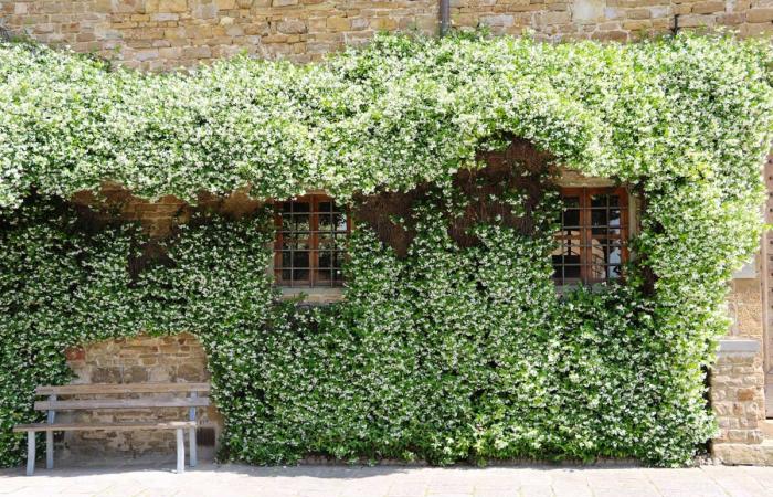 The top 5 evergreen climbing plants for pergolas and fences