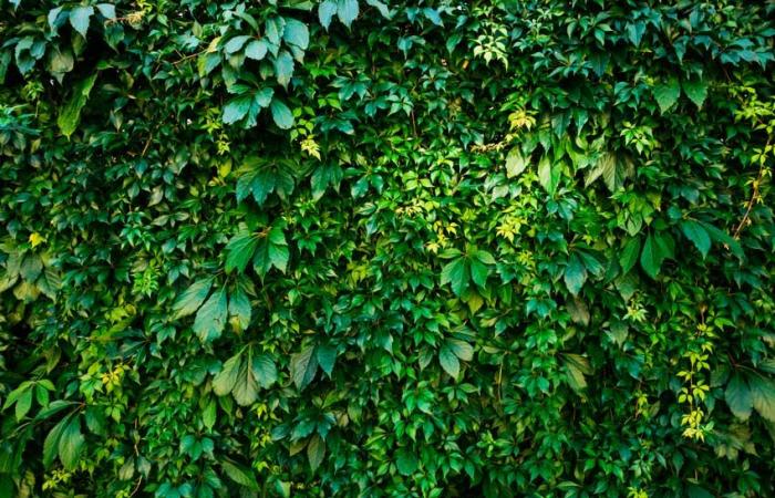 The top 5 evergreen climbing plants for pergolas and fences