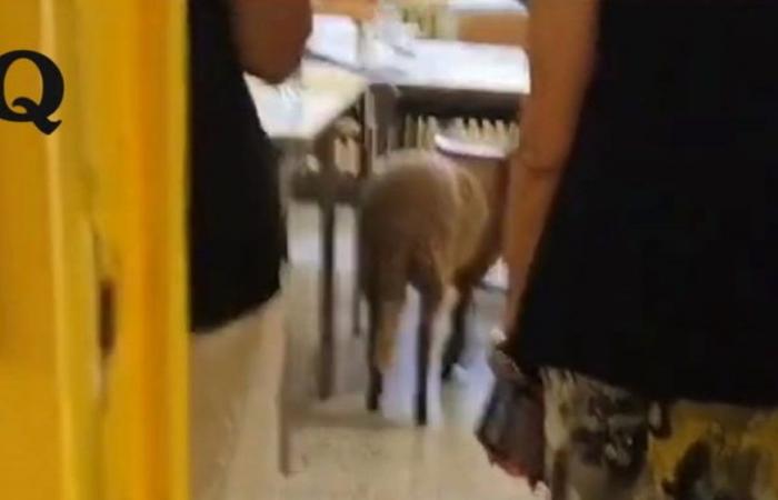 Lecce, he shows up at the polling station with a sheep