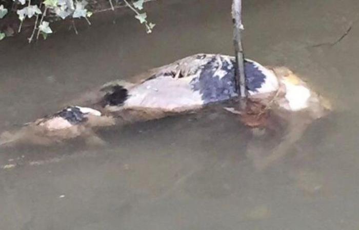 Animals illegally disposed of among the canals of the Lower Brescia area, a new case on the border with Cremona