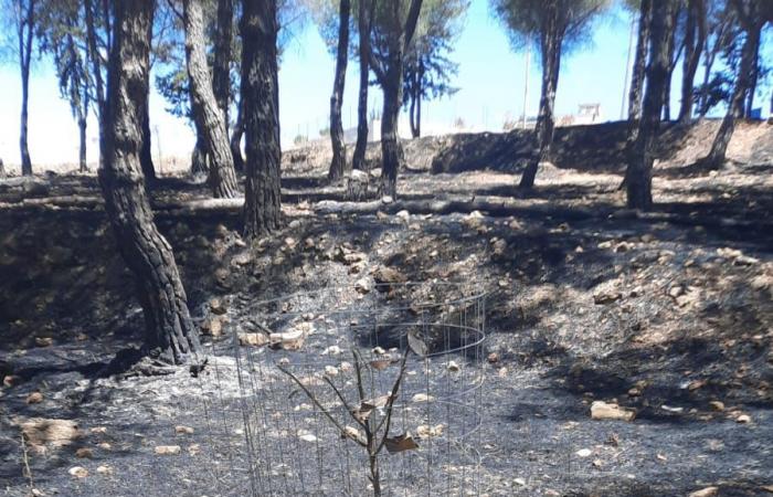 Ribera: Fire destroys the forest of the Rebirth Park