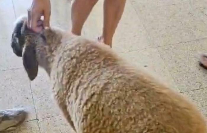 Lecce, at the polling station with the sheep: the video goes viral