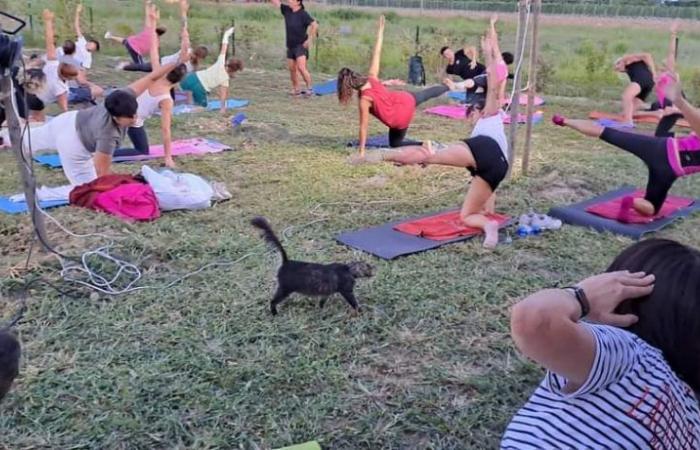 Lugo, a pilates class on the lawn with cats and herbal teas at the cattery