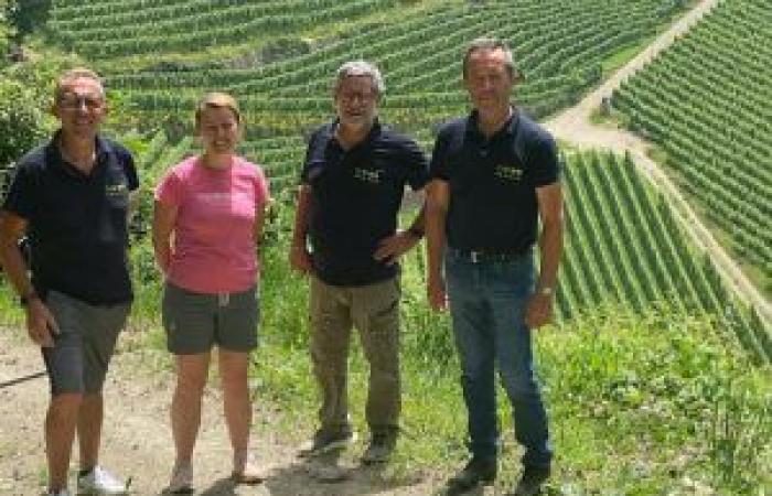 Prakfol, Margreid and Cortina, the golden triangle of wall vineyards in Alto Adige