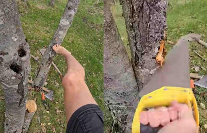 He decides to cut this tree in half: here’s what it contained