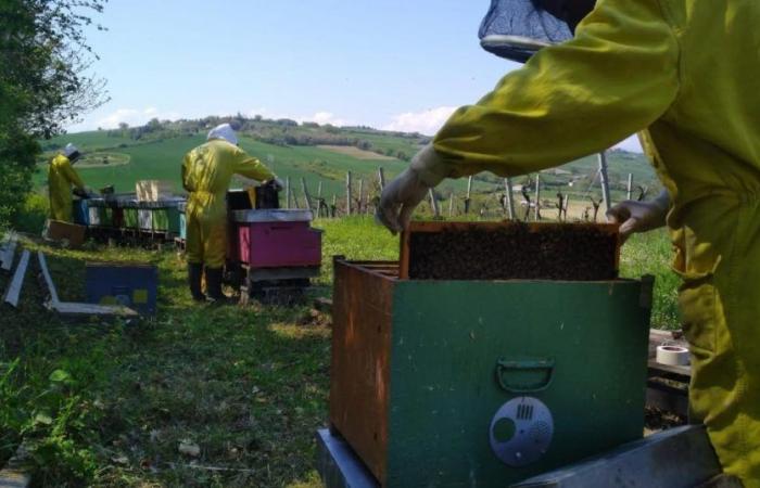 Marche, beekeepers’ alarm: “Honey production and bee survival are at risk” – Picchio News