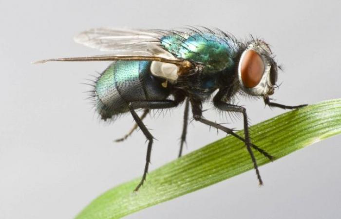 Flesh flies and the alarm in Costa Rica, a girl who died from infections caused by the larvae: all the symptoms