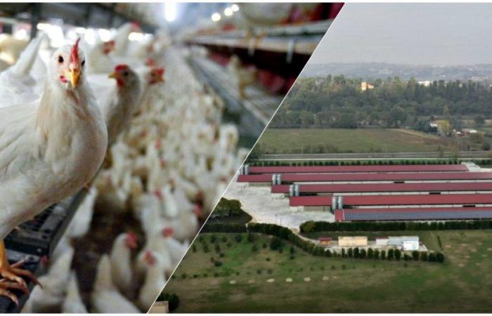 “Illegal warehouse in the large Fileni chicken farm in the Ancona area”: ​​6 under investigation, including five public officials