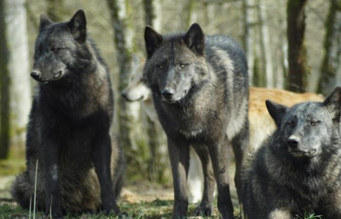 Woman attacked by wolves at Thoiry zoo in France while jogging. “It was a car-only area”