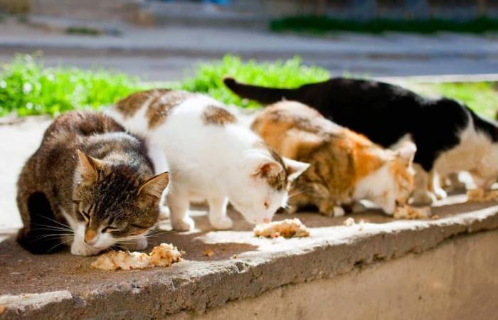 Messina is not a city for dogs and cats: funding for the municipal shelter has been revoked. In six years by councilor Minutoli too little for animals.