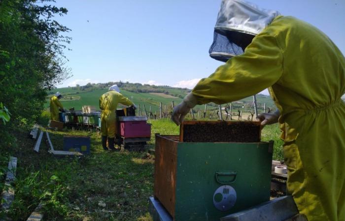 Alarm cry from beekeepers in the Marche: honey production and the survival of bees are at risk