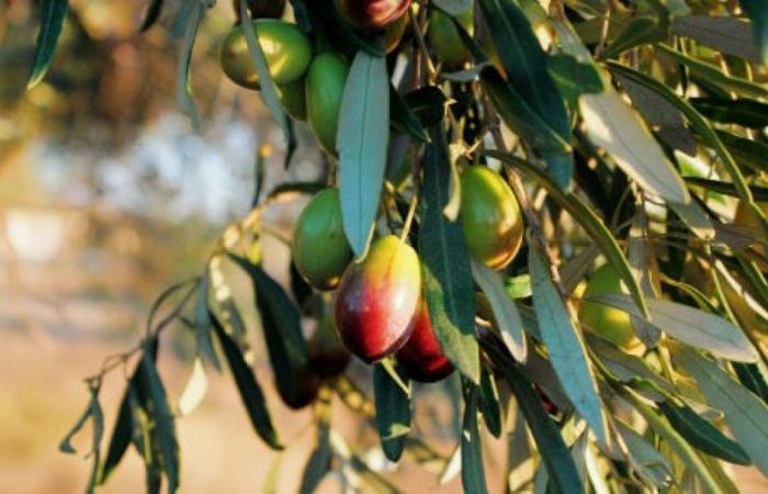 Intensity and duration of drought differentially influence the growth of olives