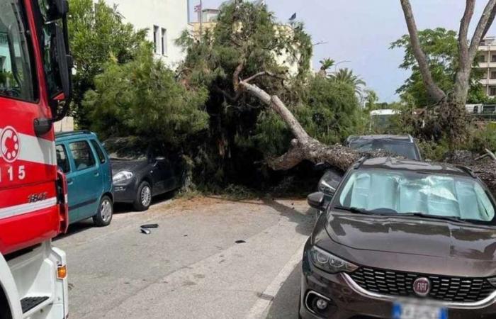 Villa Rosa, two pine trees at risk of collapse cut down – Teramo