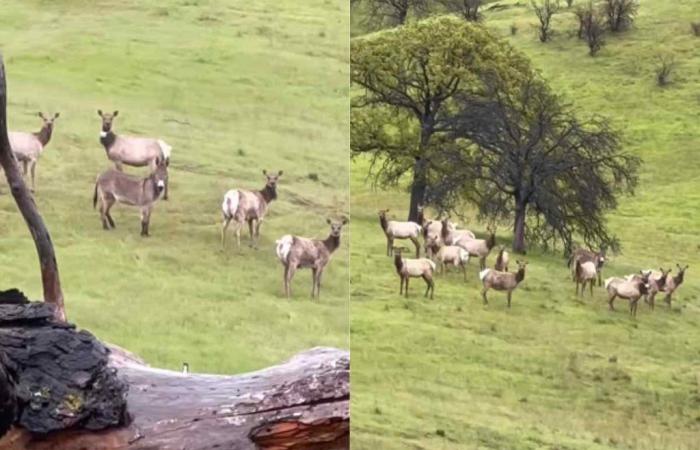 A donkey who escaped from his ranch years ago was found and was welcomed by a herd of wapiti