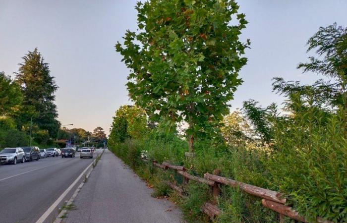 How is public greenery in Cuneo? “It can be improved, but certain criticisms distort reality”