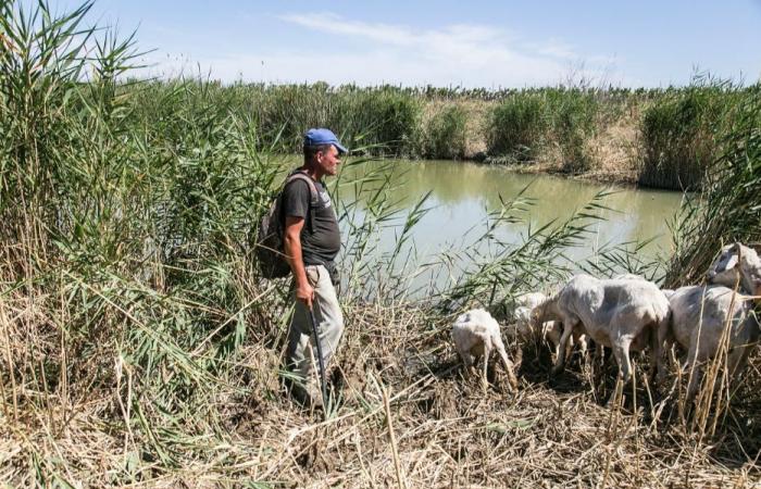 The drought in Sicily is creating problems for people and animals