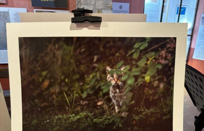 “Wild Lazio”: Walter Fiore celebrates the untamed freedom of the Wild Fauna in a photographic exhibition