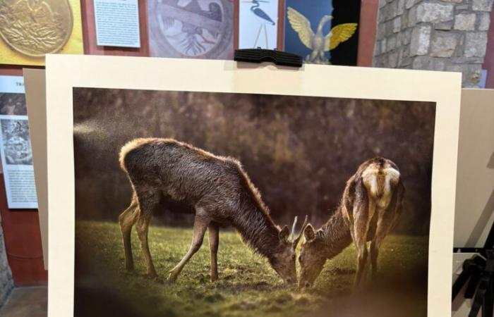 “Wild Lazio”: Walter Fiore celebrates the untamed freedom of the Wild Fauna in a photographic exhibition