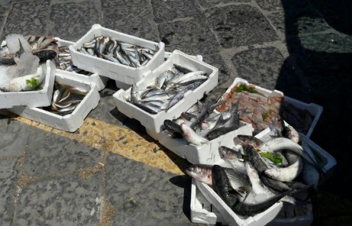 Police checks, seizure of 11 kg of fish in a beach
