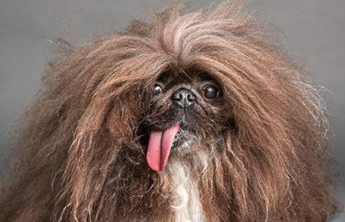 This Pekingese is “the ugliest dog in the world”: he won after 5 attempts!