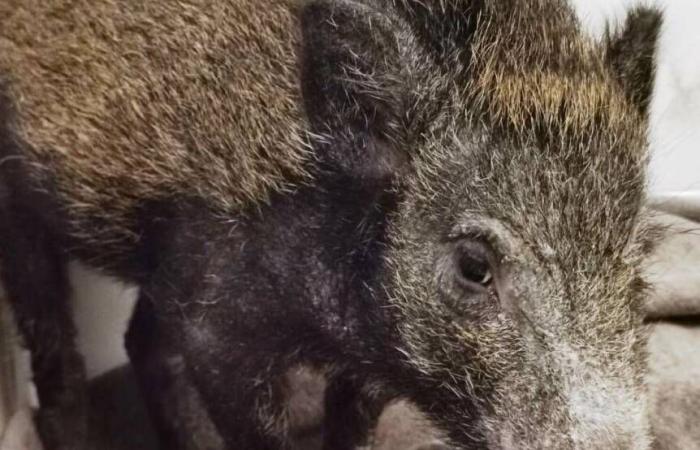 Swine fever, wild boars killed in Liguria (zone 1) can be eaten