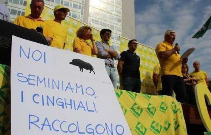 Too much damage from wild boars, farmers in the square also in Abruzzo – Pescara