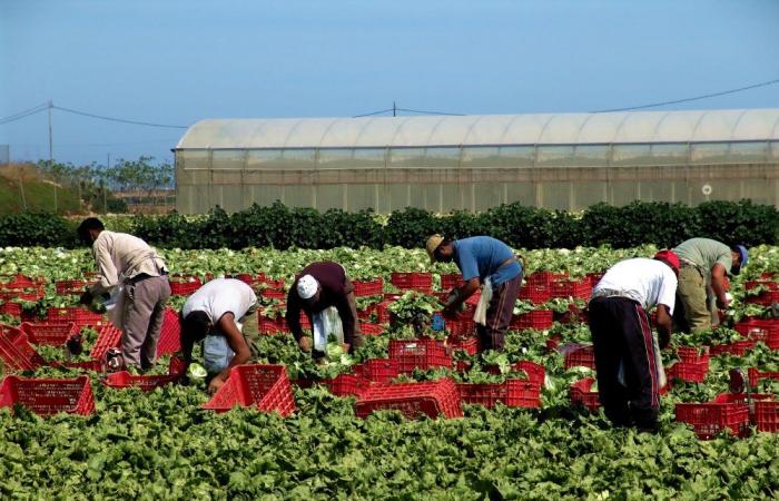 CIA – Italian Farmers – Cia Veneto: over 20 thousand seasonal workers needed in agriculture