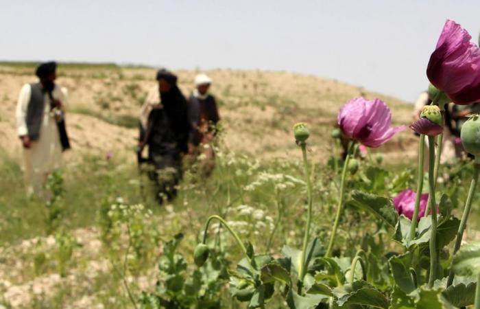 The Taliban eradicate opium and women. And that’s enough for the UN to negotiate