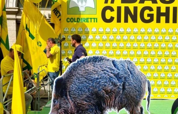Wild boar alert, farmers ready to protest in front of the Region: delegation also from Cesena