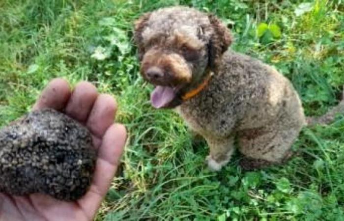 Umbria Truffle Associations: satisfied with the decisions taken by the Region