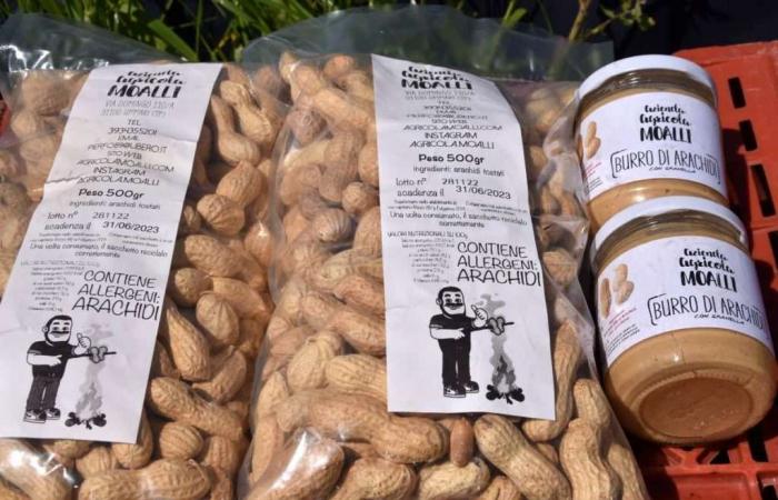 Peanuts in Sicily? Pier Filippo Moalli: “From Senegal I grow them in Fulgatore”