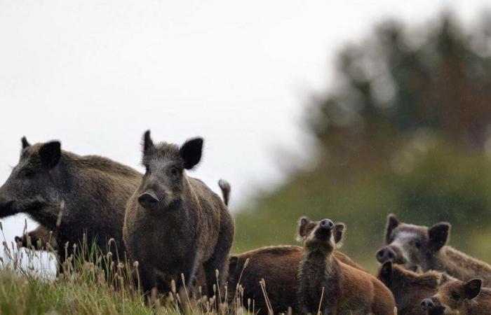 The Salerno area invaded by wild boars, Coldiretti to the Region: «We need to implement the plan»