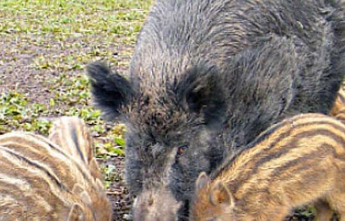 Countryside besieged by wild boars: farmers in the square today in Pescara – Pescara