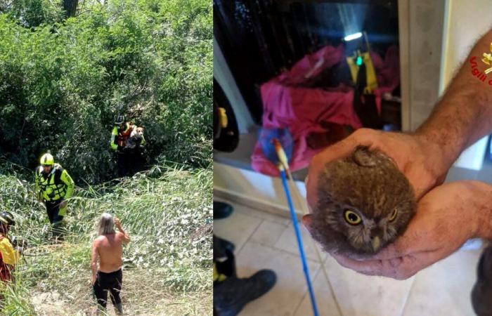 Firefighters save two animals