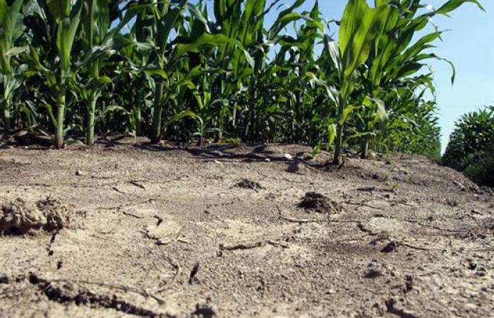 Plan to combat drought, Undersecretary Ferro (FDI): ‘Over 32 million to Calabria’