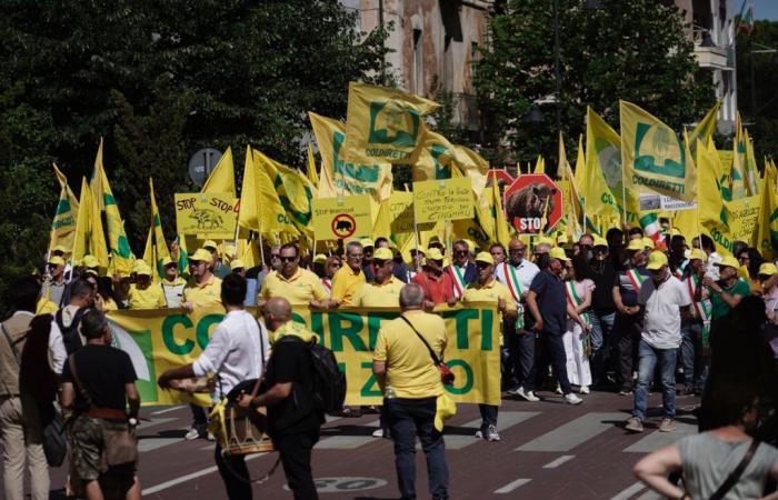 Three thousand farmers and dozens of tractors against the wild boar emergency in Pescara