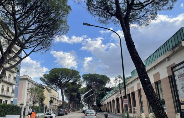 Benevento, “irregular cuts on the avenue”: officials acquitted