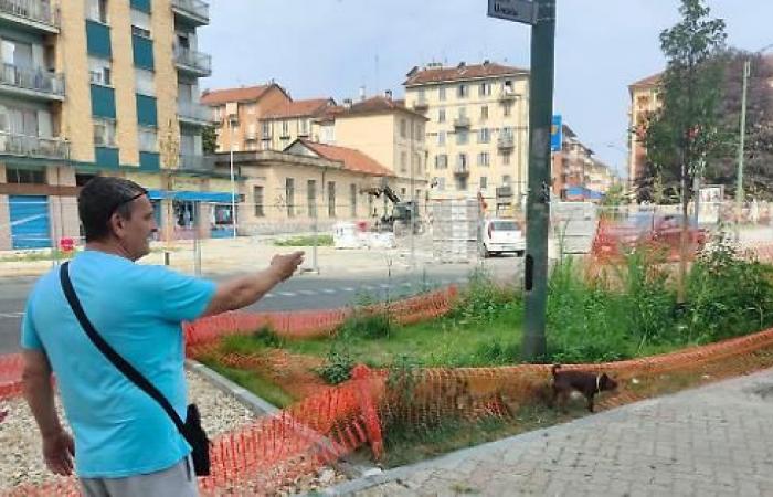 Appeal from Corso Umbria: bigger trees against high temperatures – Turin News