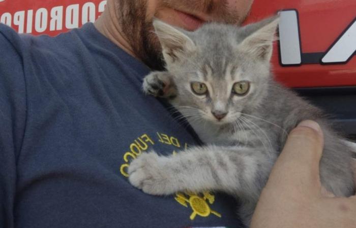 Kittens trapped in car engine. Saved by the firefighters, they return to the owner’s arms
