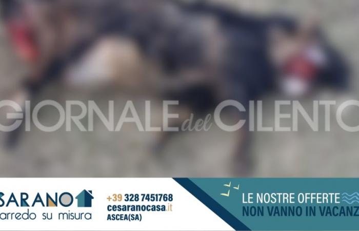 Cilento, goat mauled by wolves: shepherd scares away predators. The dog was also injured