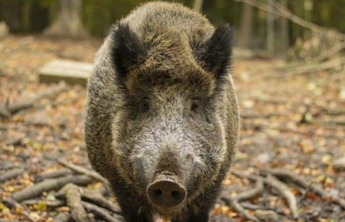 African swine fever in Campania: new cases in the Salerno area: wild boars affected