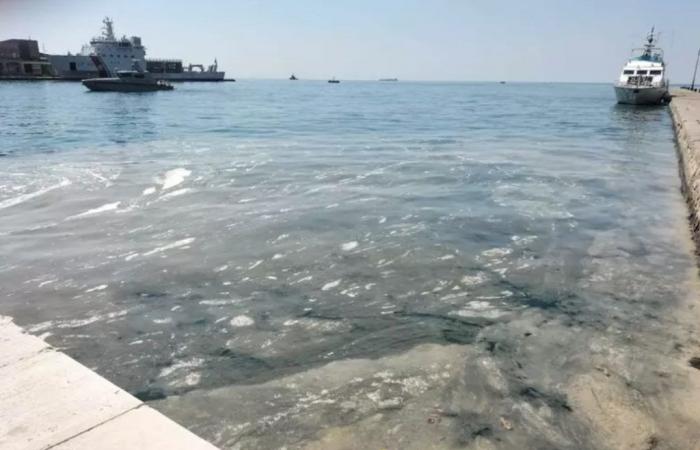 Mucilage reappears near the coast in Trieste