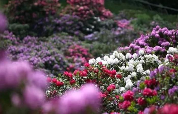 Path among the rhododendrons: idea for a summer trek in Piedmont – Turin News